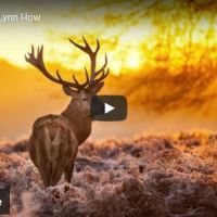 Angel Healing – The&nbsp;Rose